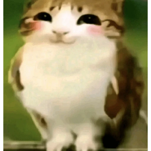 gatos the best