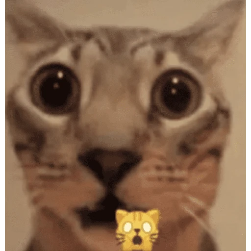 gatos the best