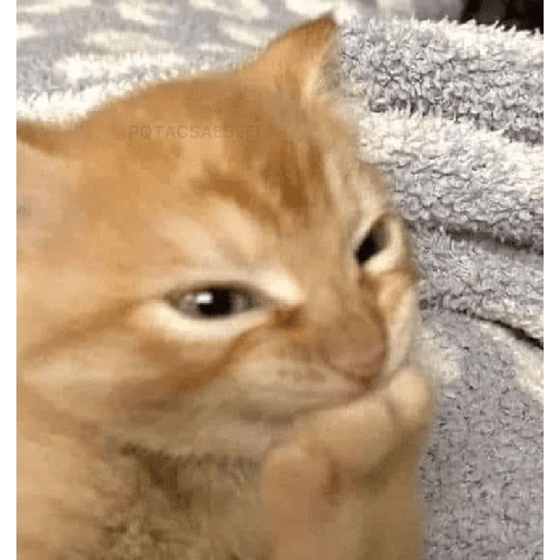 gatos the best