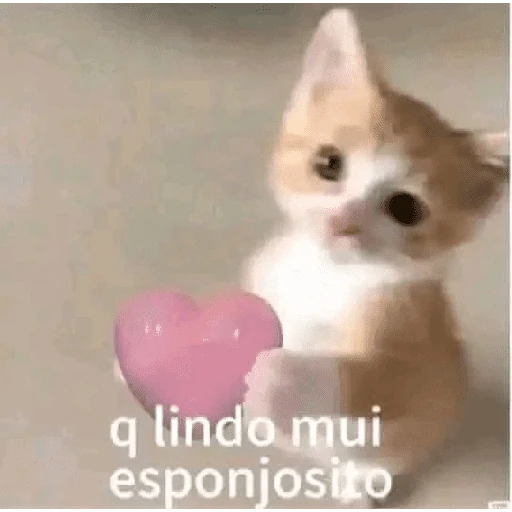 gatos the best