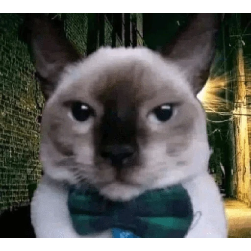 gatos the best