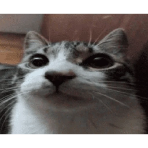 gatos the best