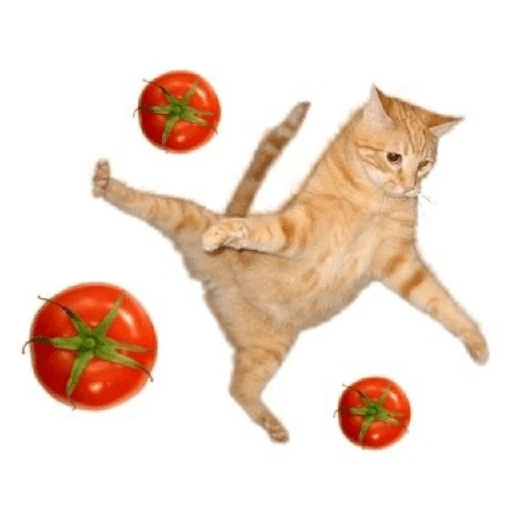 Tomates & Gatos 🍅