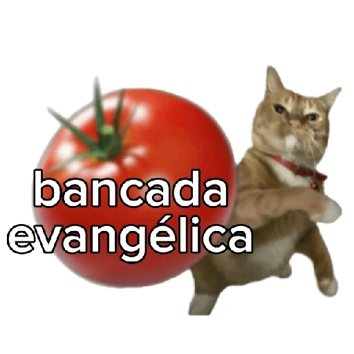 Tomates & Gatos 🍅