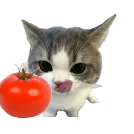Tomates & Gatos 🍅