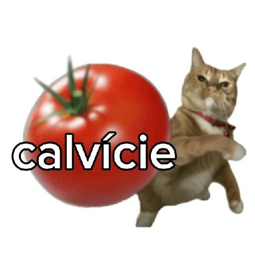 Tomates & Gatos 🍅
