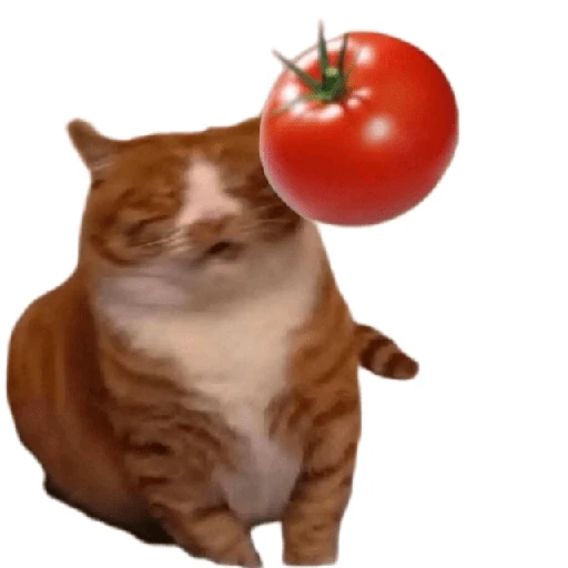 Tomates & Gatos 🍅