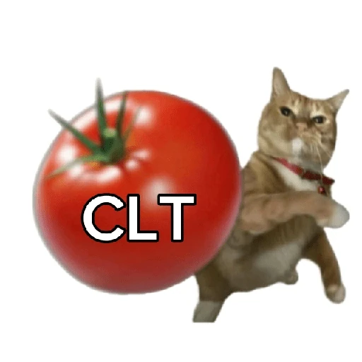Tomates & Gatos 🍅