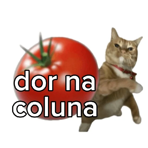 Tomates & Gatos 🍅