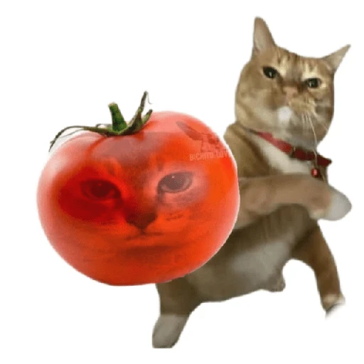 Tomates & Gatos 🍅