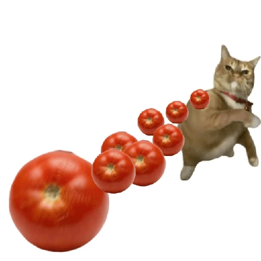 Tomates & Gatos 🍅