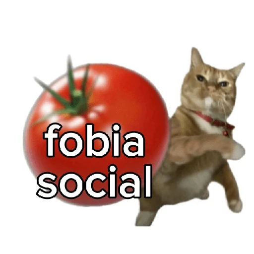 Tomates & Gatos 🍅