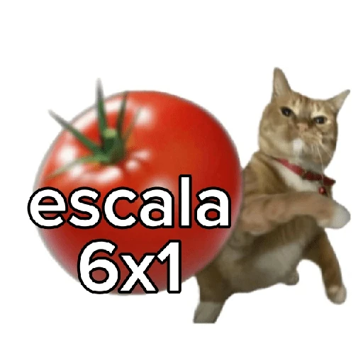 Tomates & Gatos 🍅