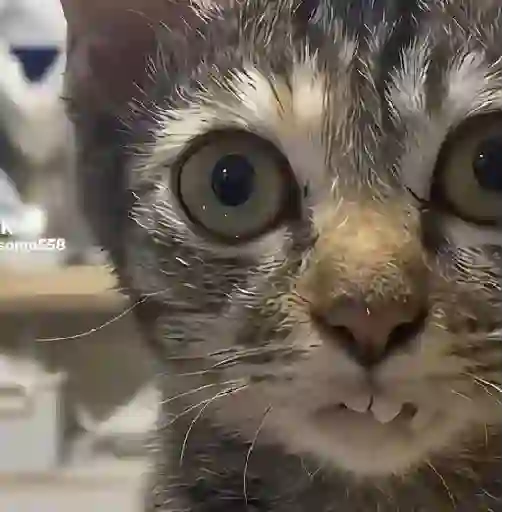 Gatos
