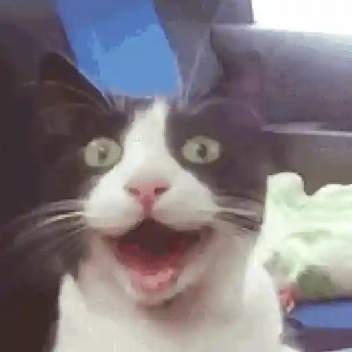 Gatos preview