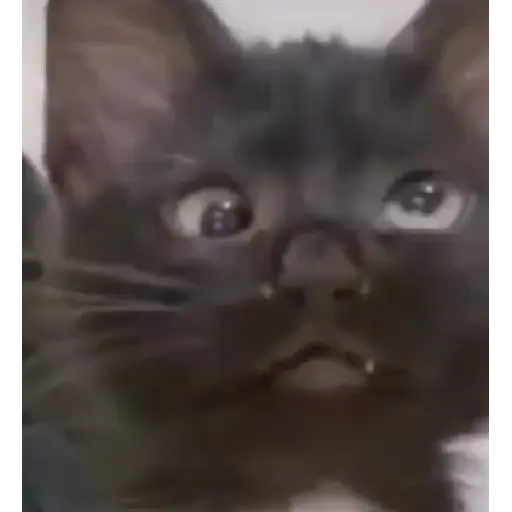 Gatos
