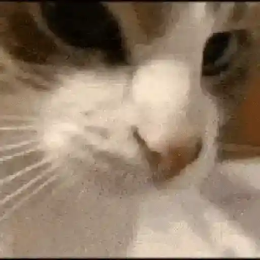 Gatos
