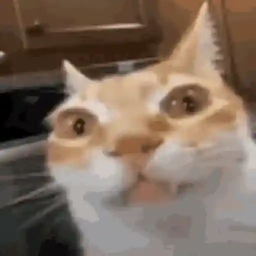Gatos