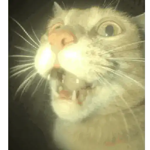 Gatos preview