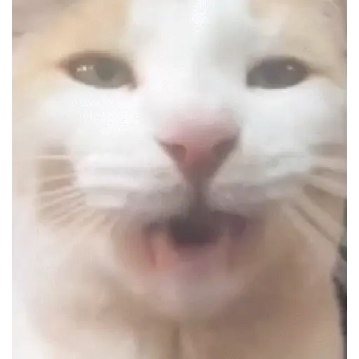 Gatos