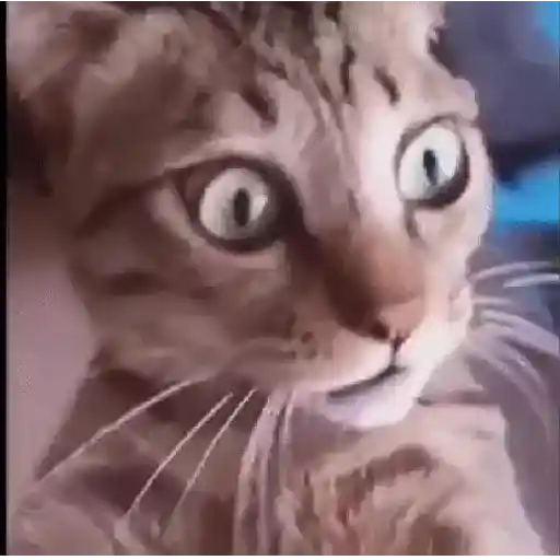 Gatos