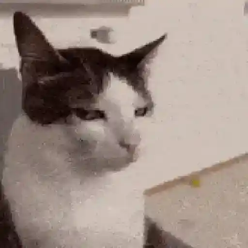 Gatos
