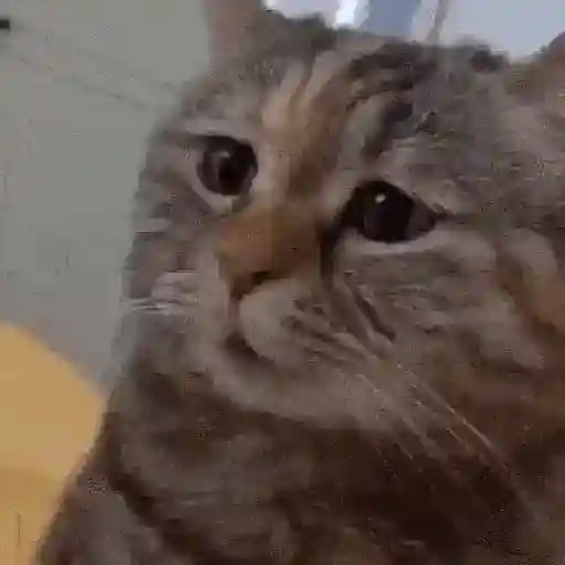 Gatos