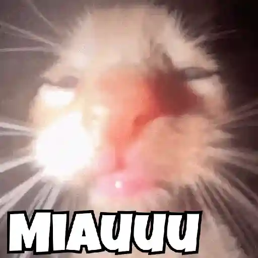 Gatos