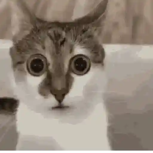 Gatos