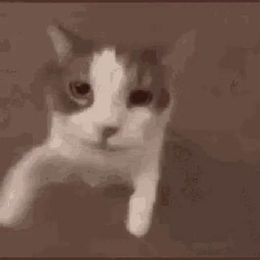 Gatos