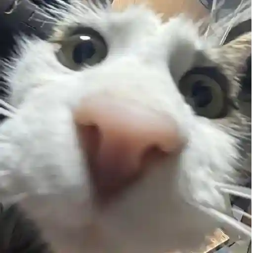Gatos