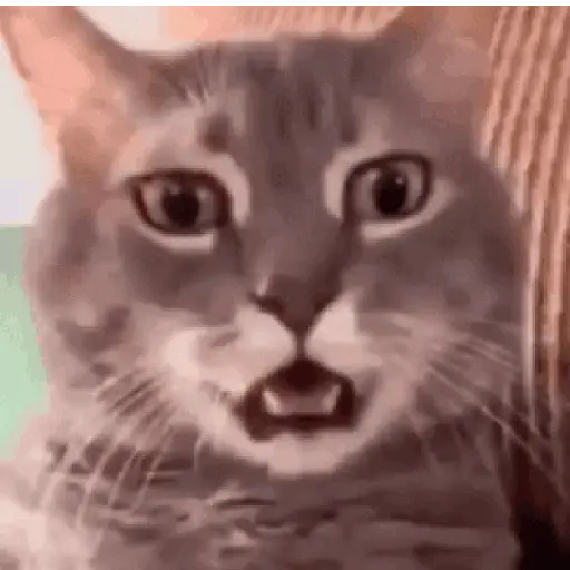 Gatos
