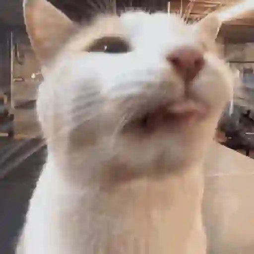Gatos