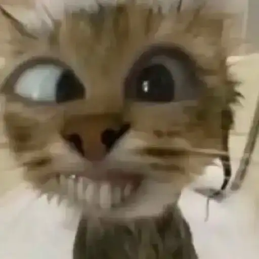 Gatos