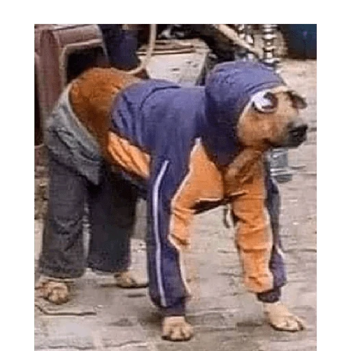 pene