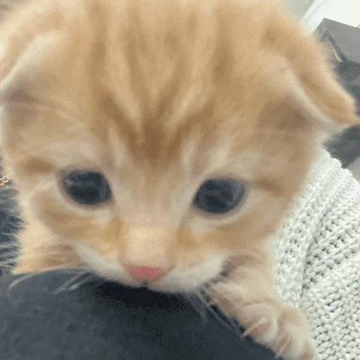 Gatos. | @illvocano  𝐇aki.