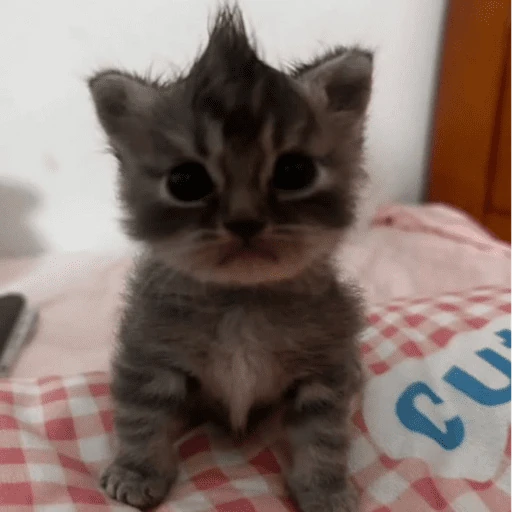 Gatos. | @illvocano  𝐇aki.