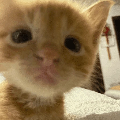 Gatos. | @illvocano  𝐇aki.