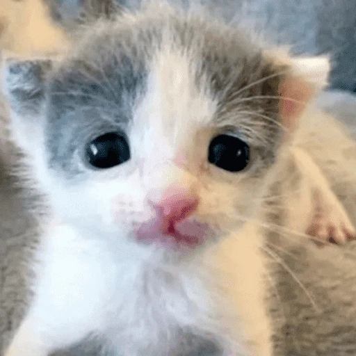 Gatos. | @illvocano  𝐇aki.