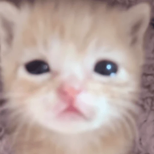 Gatos. | @illvocano  𝐇aki.