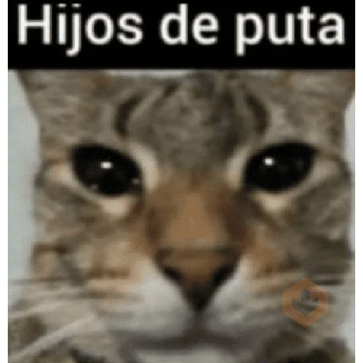 memes de gatos xd sticker 28