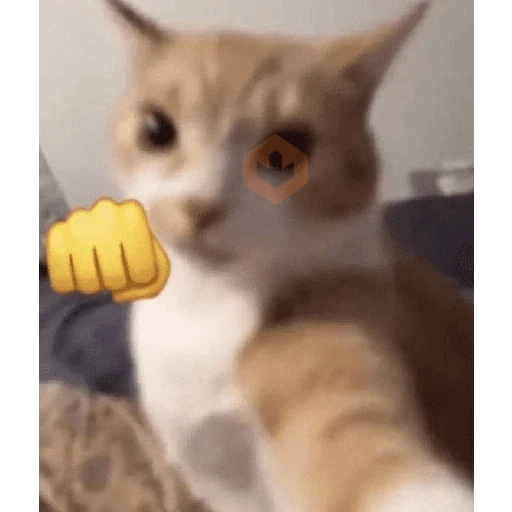 memes de gatos xd sticker 22