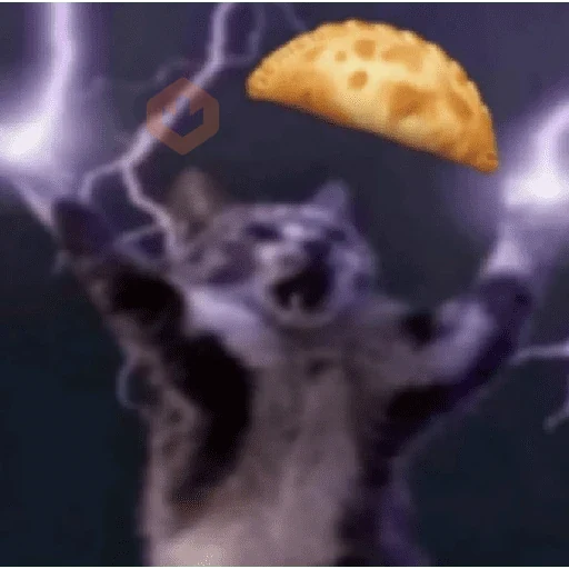 memes de gatos xd sticker 26