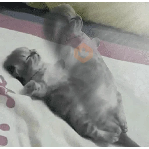 memes de gatos xd sticker 24