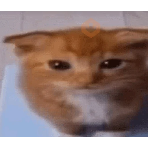 memes de gatos xd sticker 17