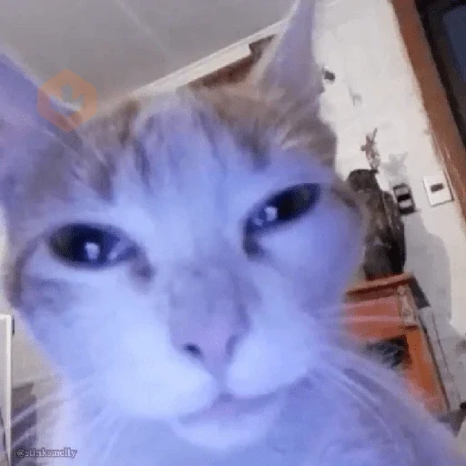 memes de gatos xd sticker 15