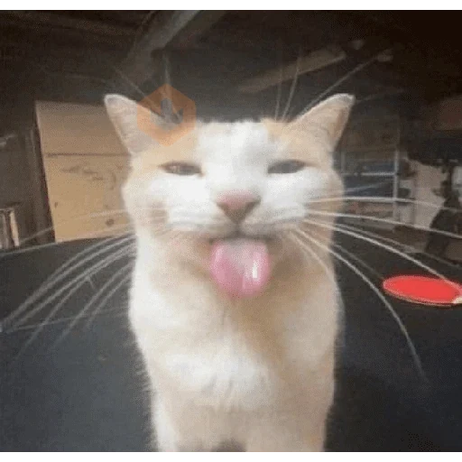 memes de gatos xd sticker 21