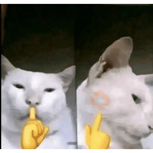 memes de gatos xd sticker 19
