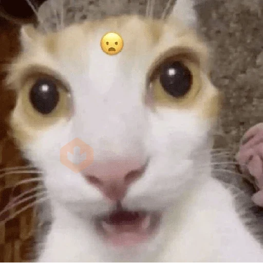memes de gatos xd sticker 11