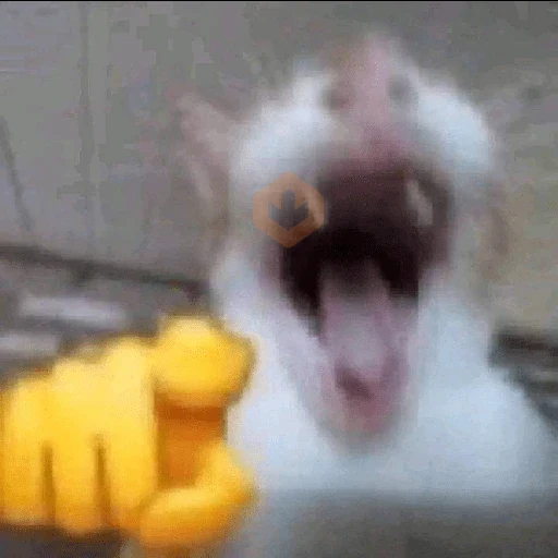 memes de gatos xd sticker 14